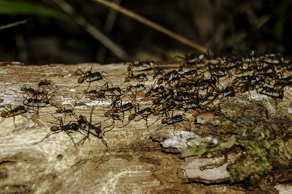 Photo from 12-Day Peruvian Amazon Wildlife and Research Expedition safari tour